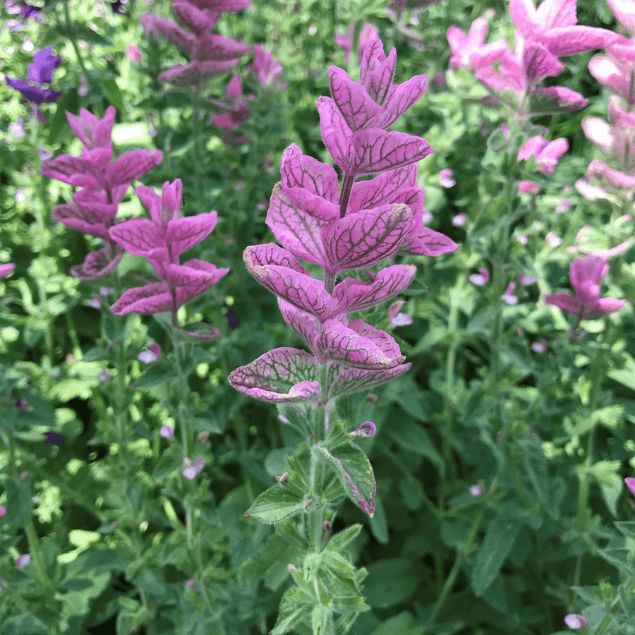 salvia plant seed Horminum Sage Seeds (Salvia viridis) – Monticello Shop