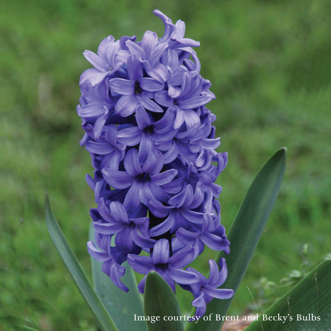 Delft Blue Hyacinth (Hyacinthus orientalis cv.)