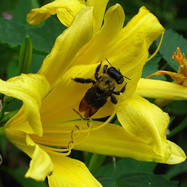 Hyperion Daylily (Hemerocallis cv.)