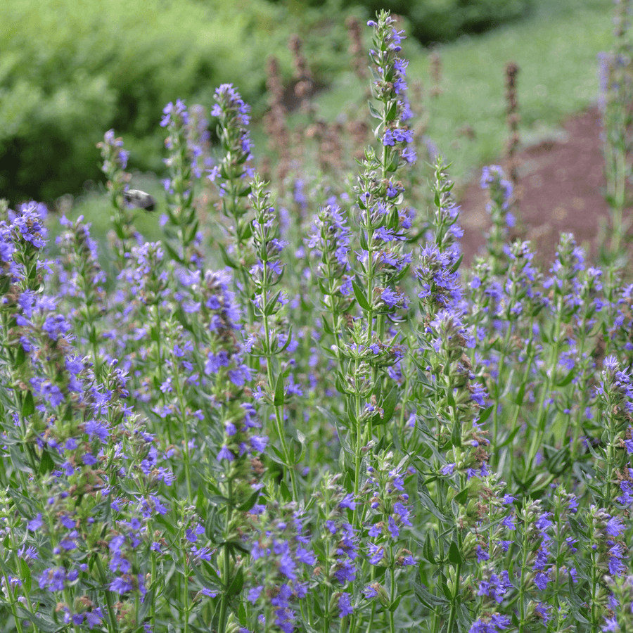 Hyssop (Hyssopus officinalis) - Monticello Shop
