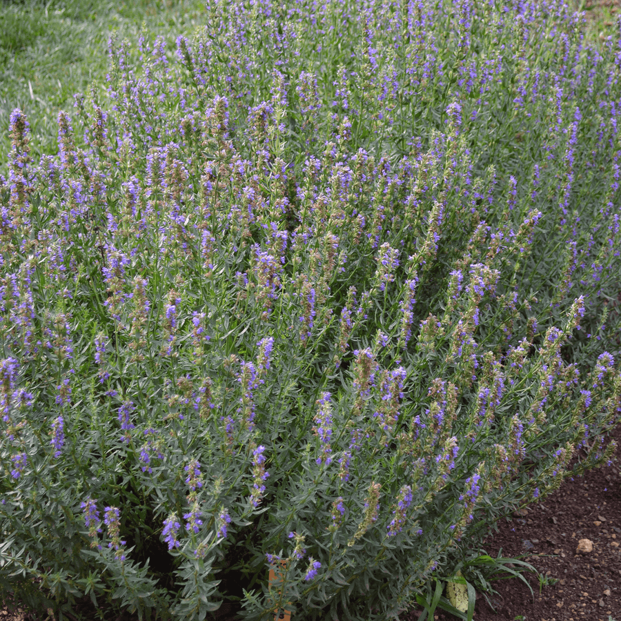 Hyssop (Hyssopus officinalis) - Monticello Shop