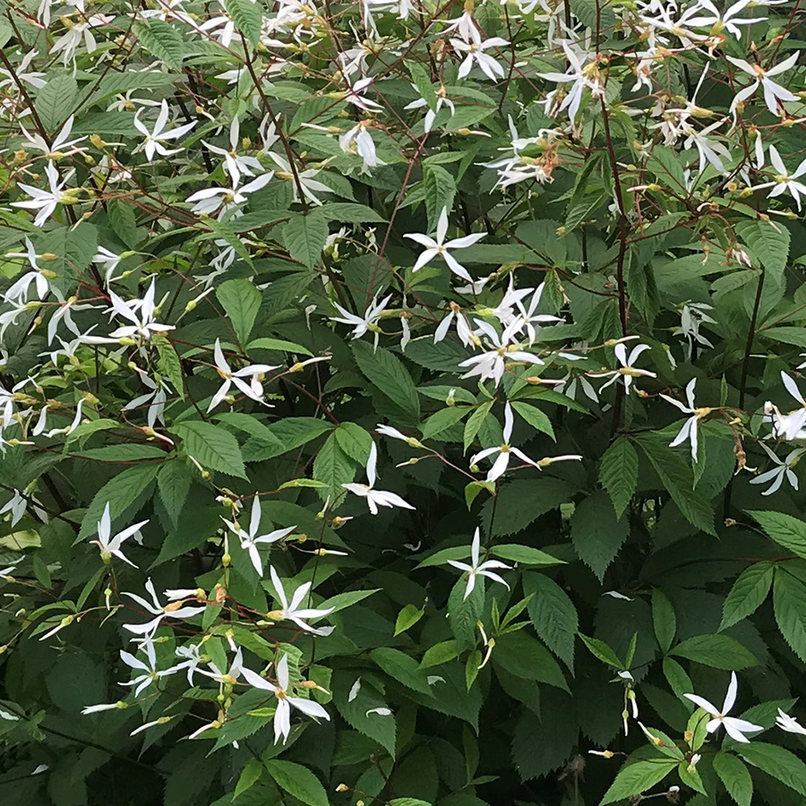 Indian Physic (Gillenia trifoliata)