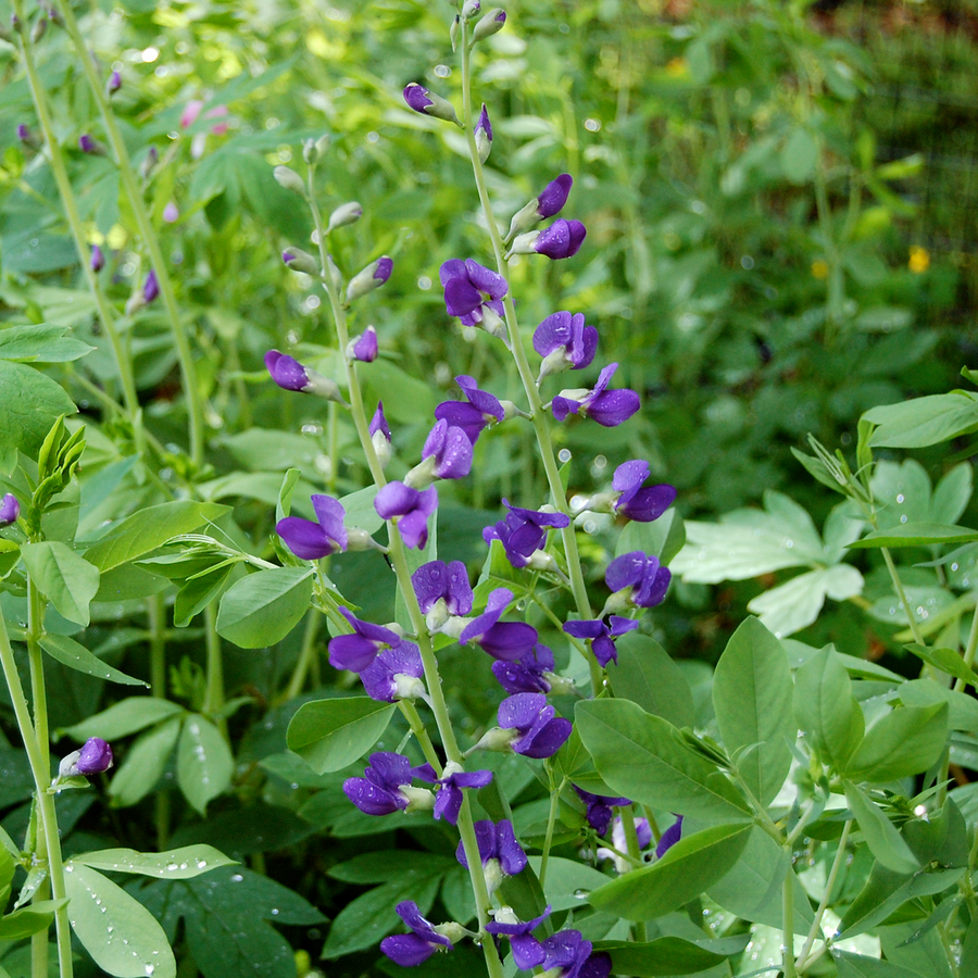 Blue False Indigo (Baptisia australis)