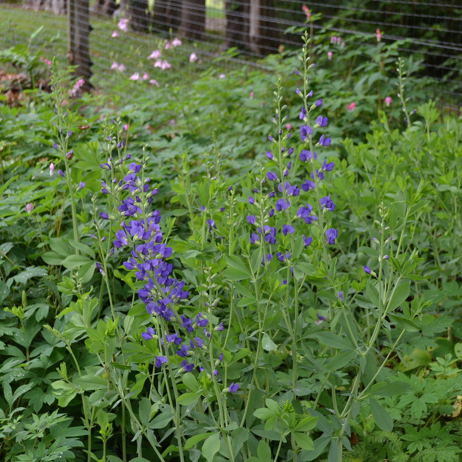 Blue False Indigo (Baptisia australis)