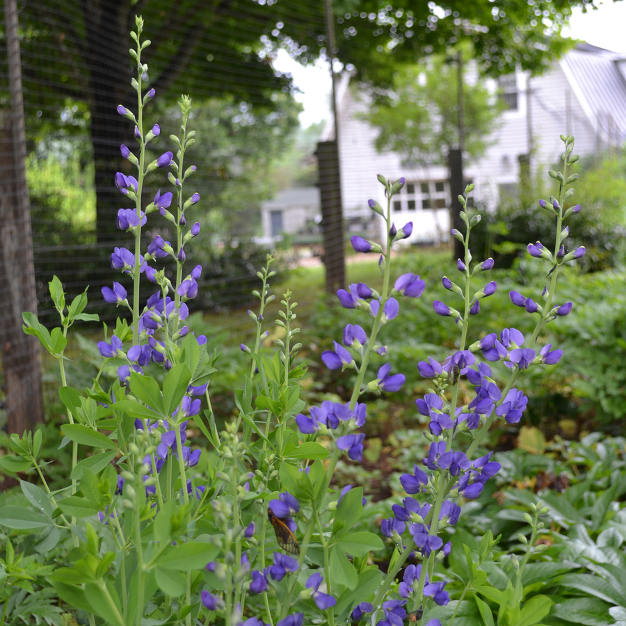 Blue False Indigo (Baptisia australis)