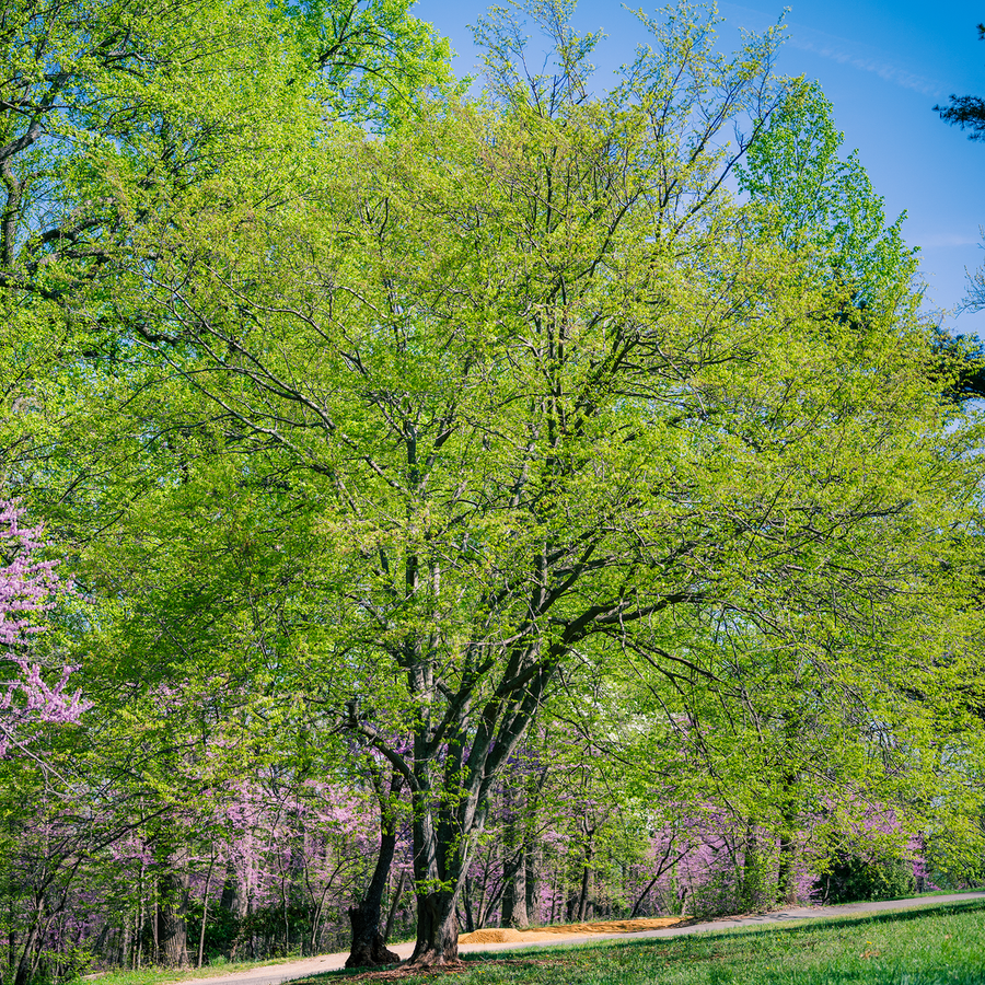 Ironwood (Carpinus caroliniana)