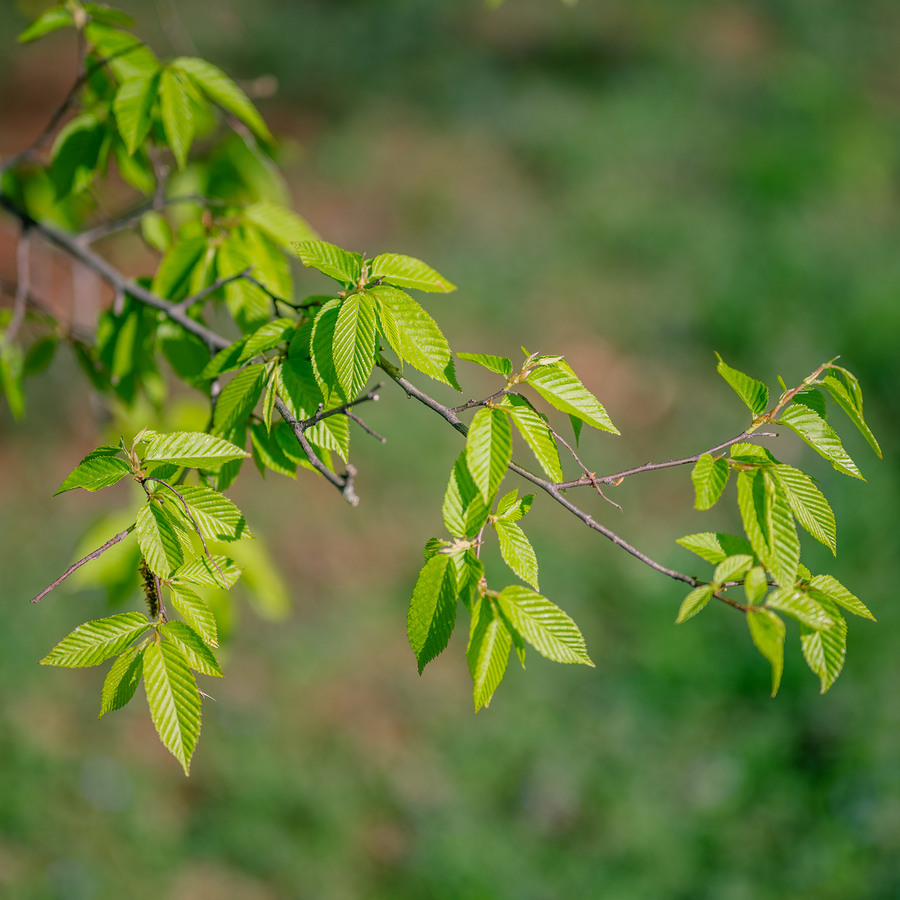 Ironwood (Carpinus caroliniana)