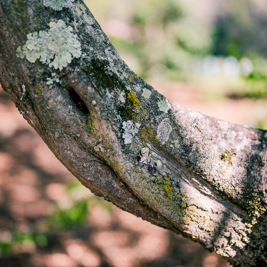 Ironwood (Carpinus caroliniana)