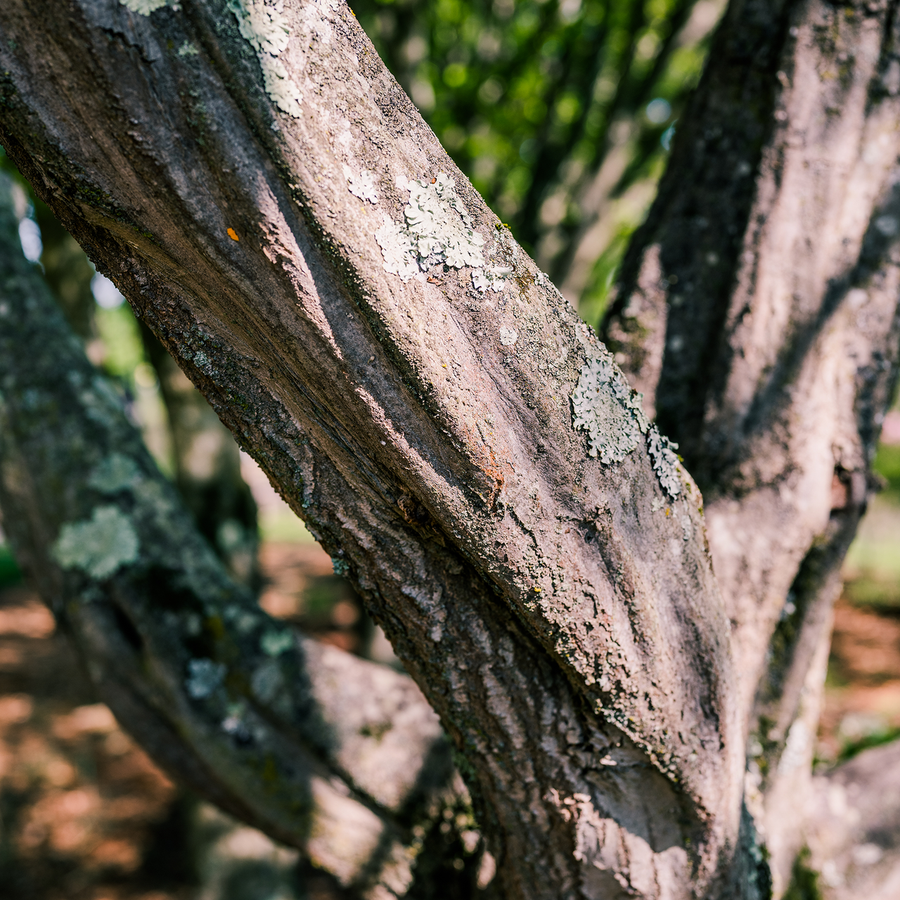 Ironwood (Carpinus caroliniana)