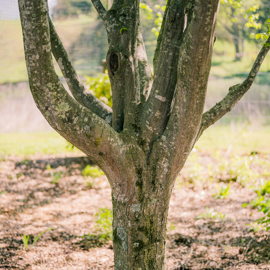 Ironwood (Carpinus caroliniana)