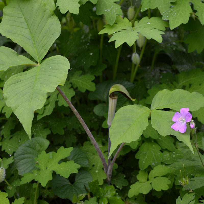 Jack in the Pulpit (Arisaema triphyllum)