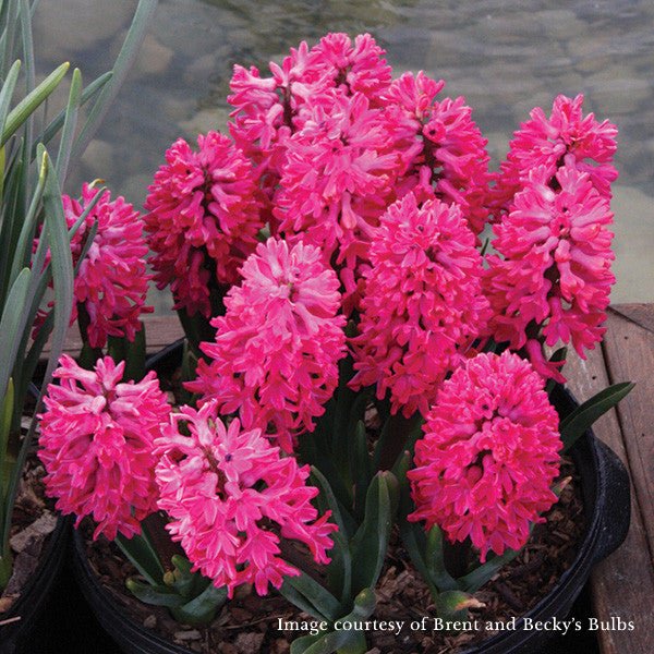 Jan Bos Hyacinth (Hyacinthus orientalis cv.) - Monticello Shop