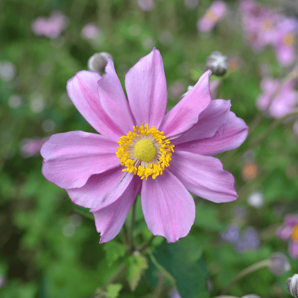 Japanese Anemone (Anemone hupehensis) – Monticello Shop