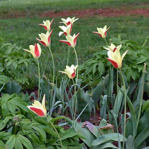 Lady Tulip (Tulipa clusiana) - Monticello Shop