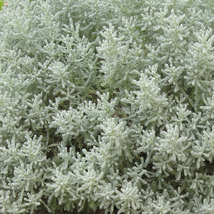 Lavender Cotton (Santolina chamaecyparissus)