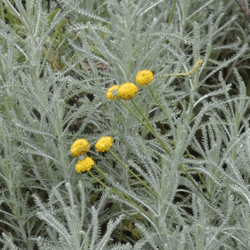grey lavender cotton plant Lavender Cotton (Santolina chamaecyparissus)