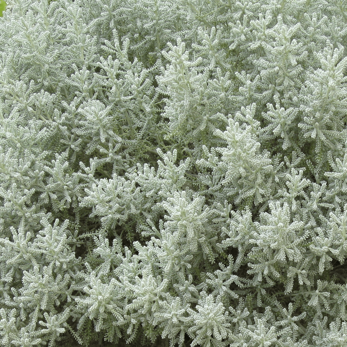 cotton lavender plants for sale Lavender Cotton (Santolina chamaecyparissus) – Monticello Shop