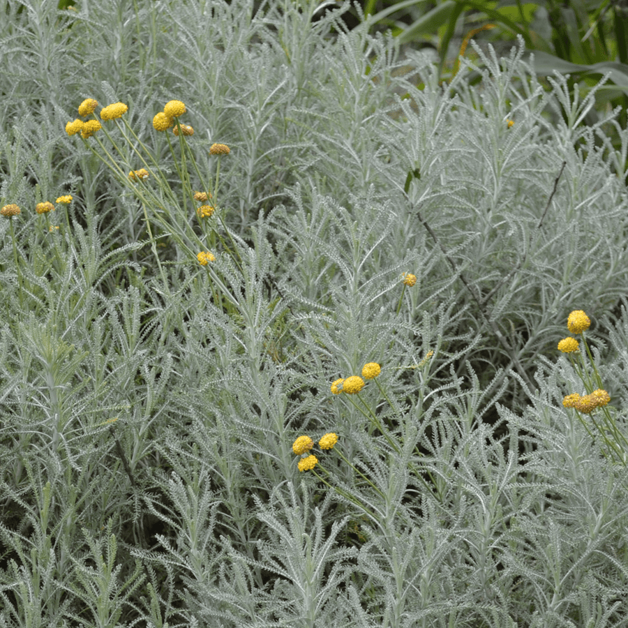 buy cotton lavender plants Lavender Cotton (Santolina chamaecyparissus)