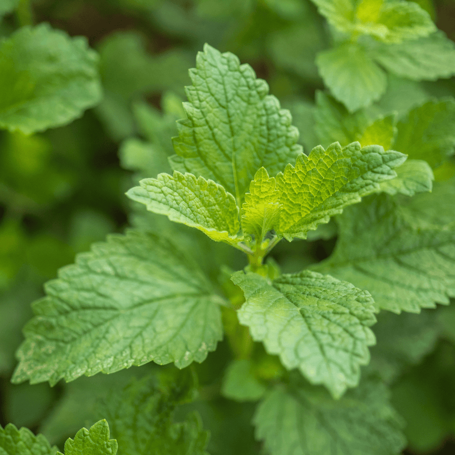 Lemon Balm Seeds (Melissa officinalis) - Monticello Shop