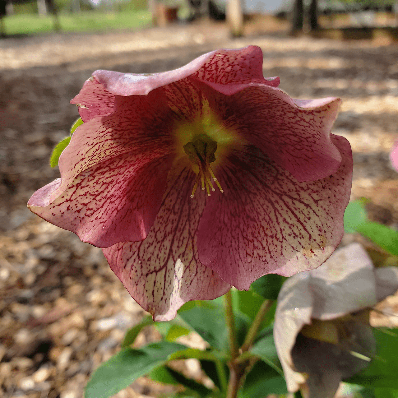 Monticello Shop Hybrid Lenten Rose