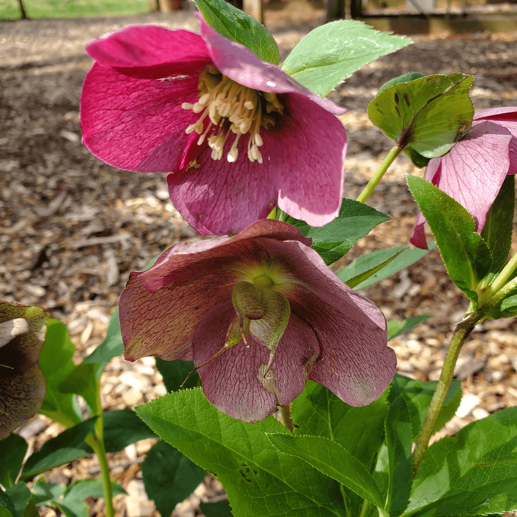 open lace back dress Helleborus x hybridus 'Winter Delights Yellow w/ Blotch' | main image 1