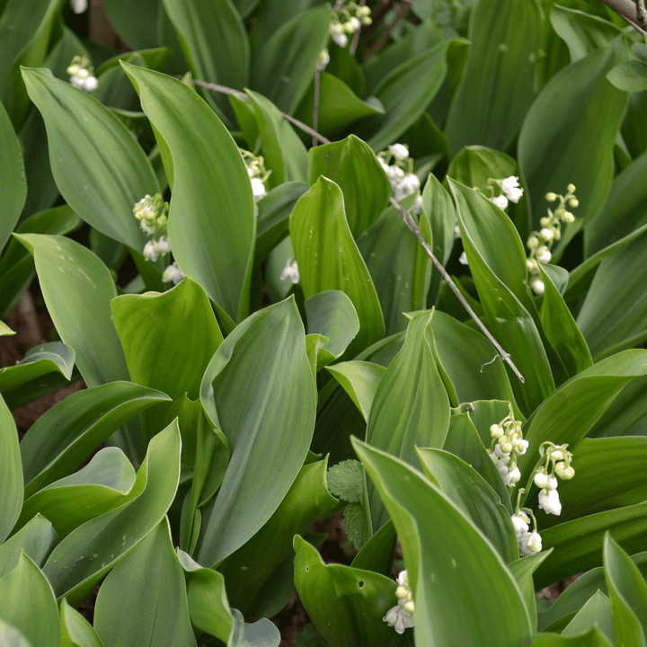 Lily - of - the - Valley (Convallaria majalis) - Monticello Shop