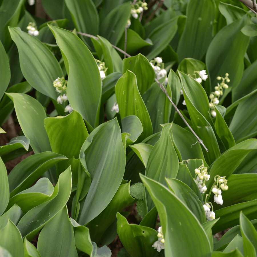Lily - of - the - Valley (Convallaria majalis) - Monticello Shop