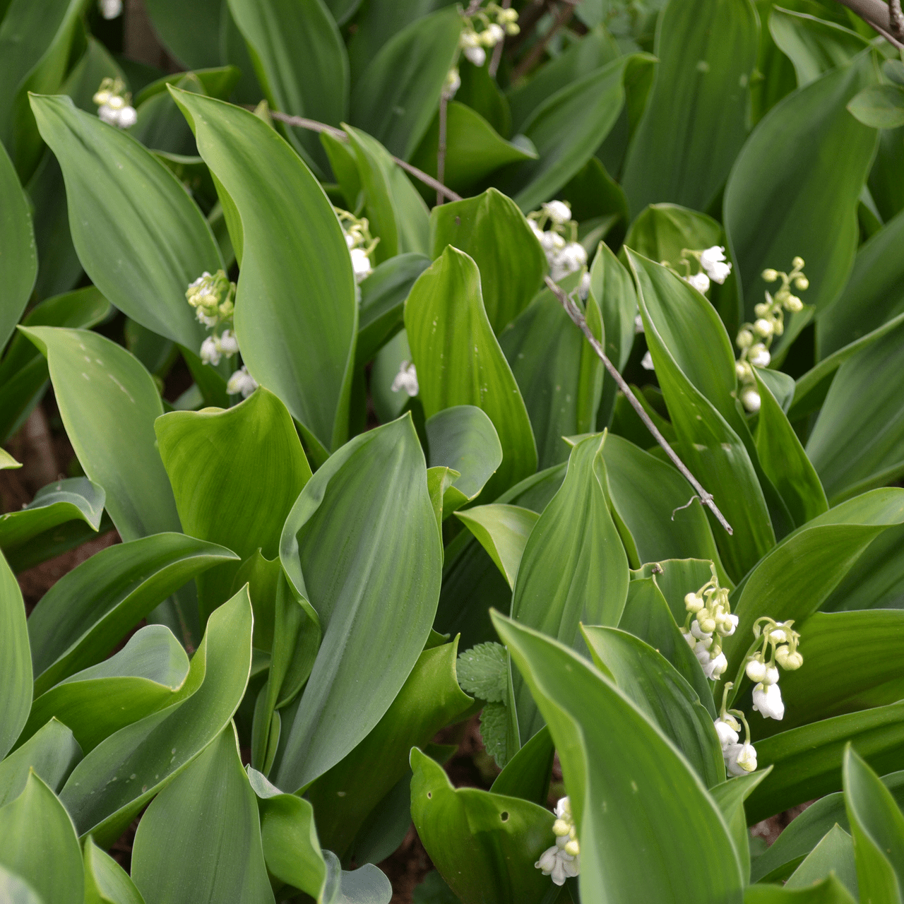 lily of the valley state flower Lily-of-the-Valley (Convallaria majalis) – Monticello Shop
