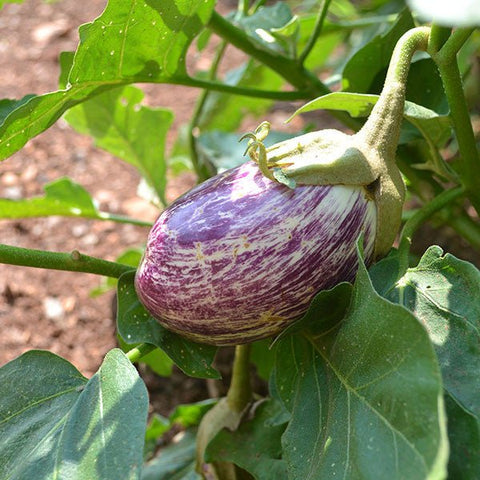Listada de Gandia Eggplant Seeds (Solanum melongena cv