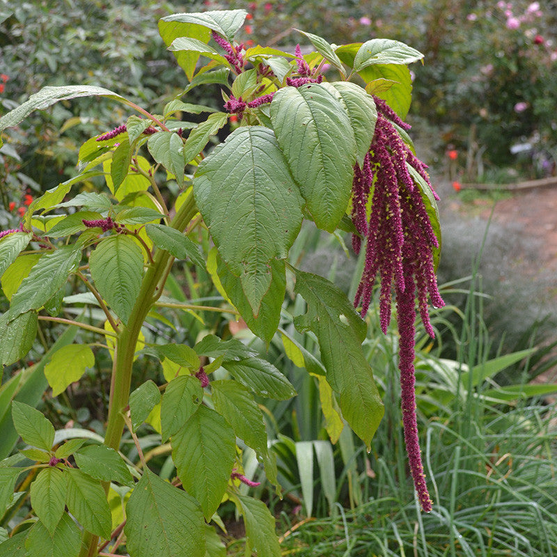 Love Lies Bleeding Plant Seeds Amaranth Love Lies Bleeding, 48% OFF