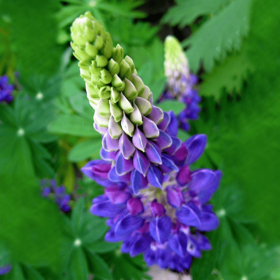 lupine flower from seed Lupine Seeds (Lupinus perennis)