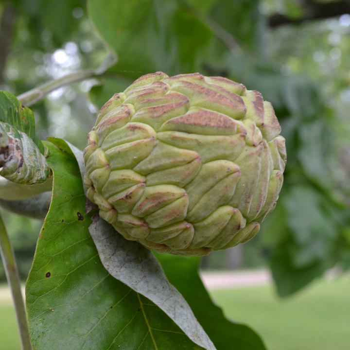 Large-leaved Magnolia (Magnolia macrophylla)