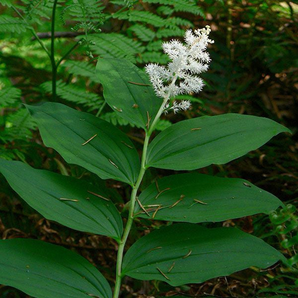 False Solomon’s Seal (Maianthemum racemosum)