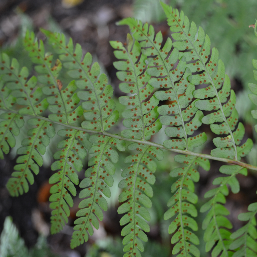 Marginal Shield Fern (Dryopteris marginalis)