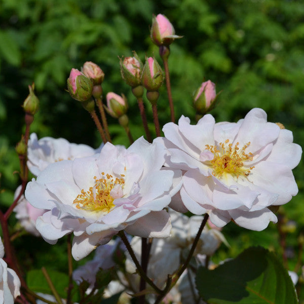 Marie Pavié Rose (Rosa Polyantha Hybrid)
