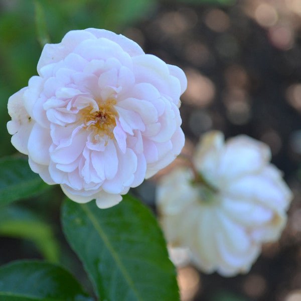 Marie Pavié Rose (Rosa Polyantha Hybrid) - Monticello Shop