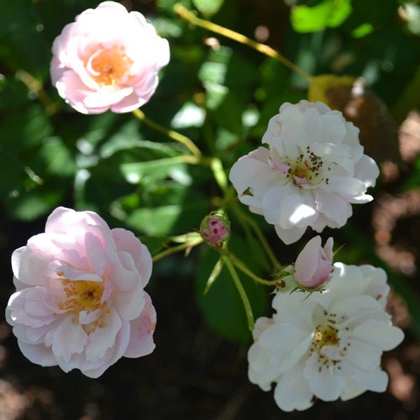 Marie Pavié Rose (Rosa Polyantha Hybrid) - Monticello Shop