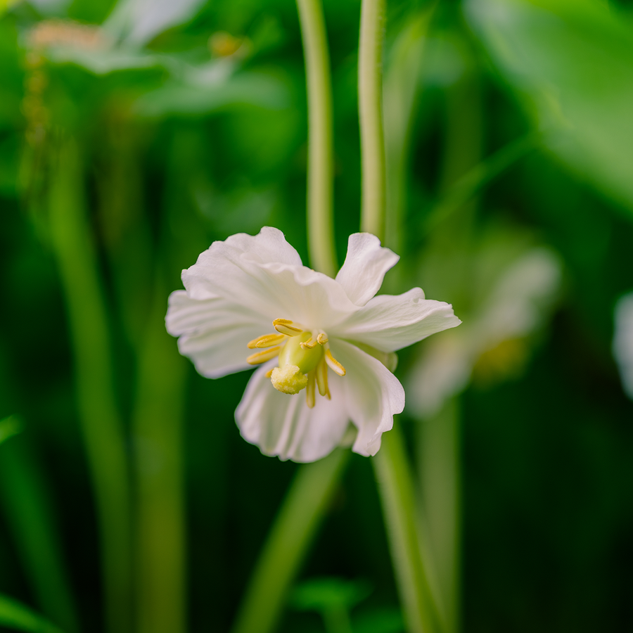 May Apple (Podophyllum peltatum)