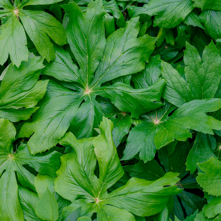 May Apple (Podophyllum peltatum)