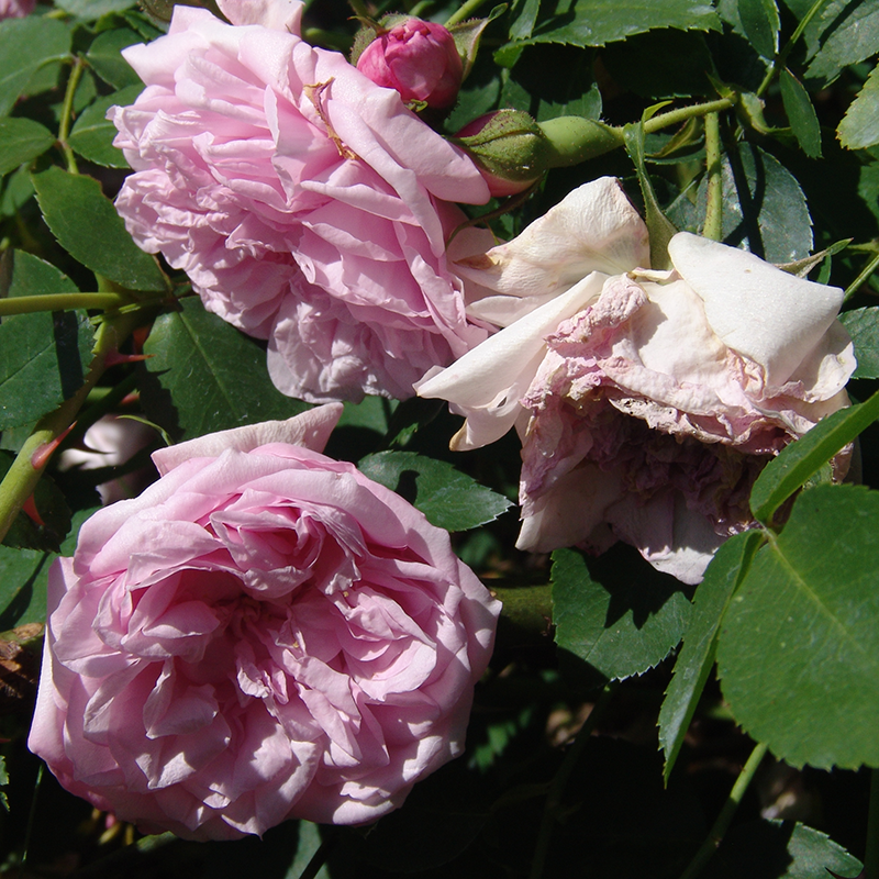 'May Queen' Rose (Rosa wichurana hybrid)