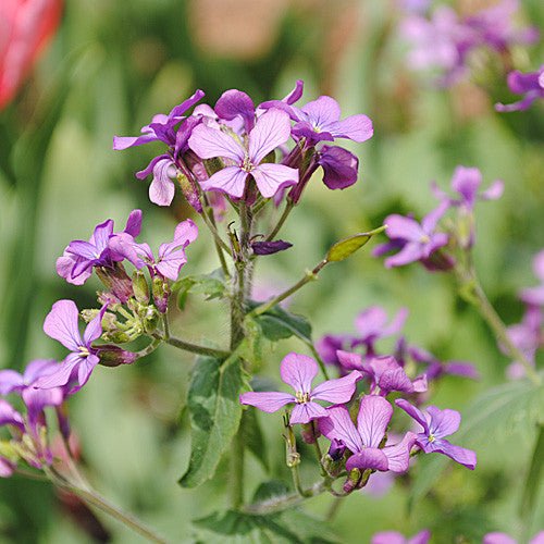 violet money plant Money Plant Seeds (Lunaria annua) – Monticello Shop