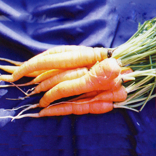 Rouge Demi-Longue de Chantenay Carrot Seeds (Daucus carota cv.)