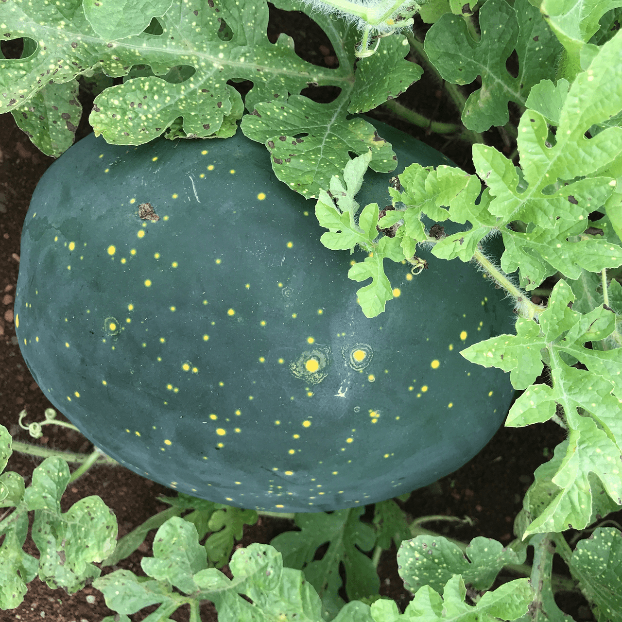 Monticello Shop Moon and Stars Watermelon Seeds - Thumbnail 3
