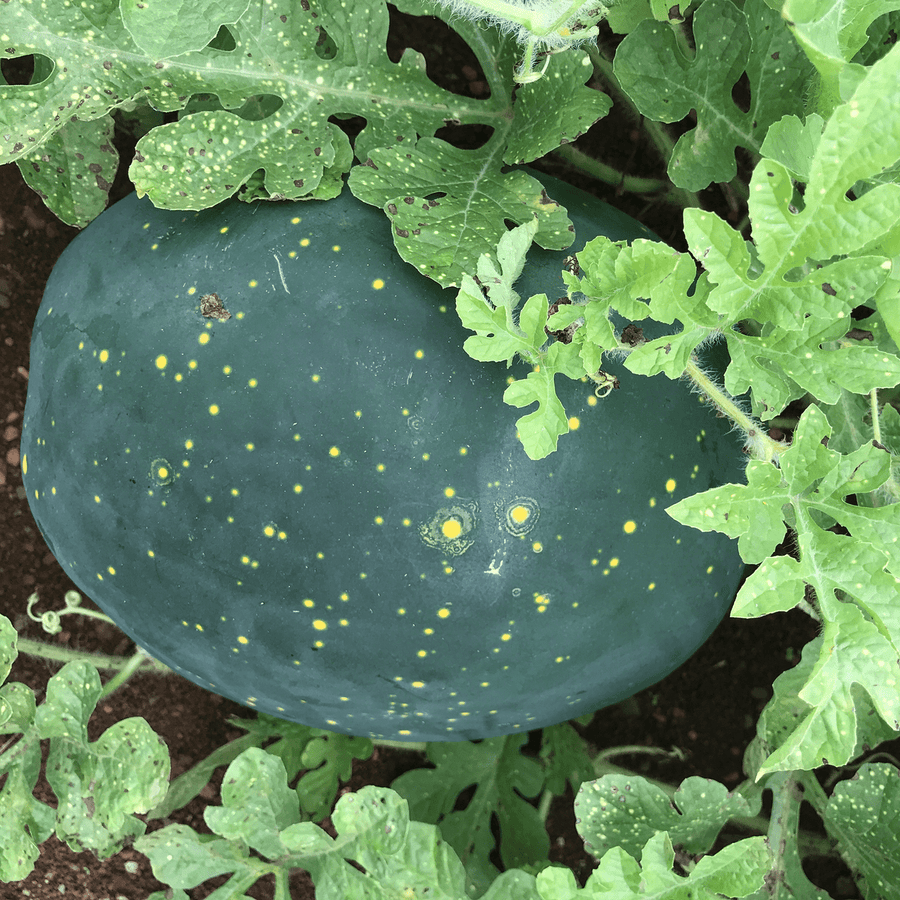 watermelon seed plant Moon and Stars Watermelon Seeds (Citrullus lanatus cv.) – Monticello Shop