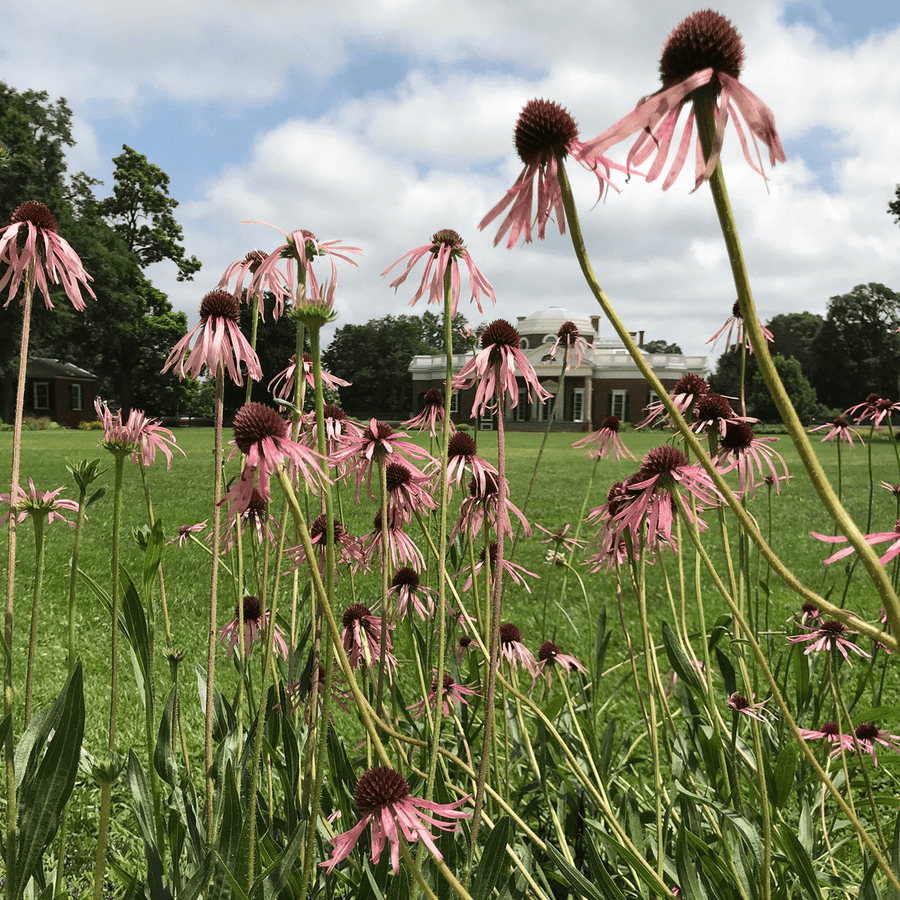 Narrow - leaved Coneflower (Echinacea angustifolia) - Monticello Shop