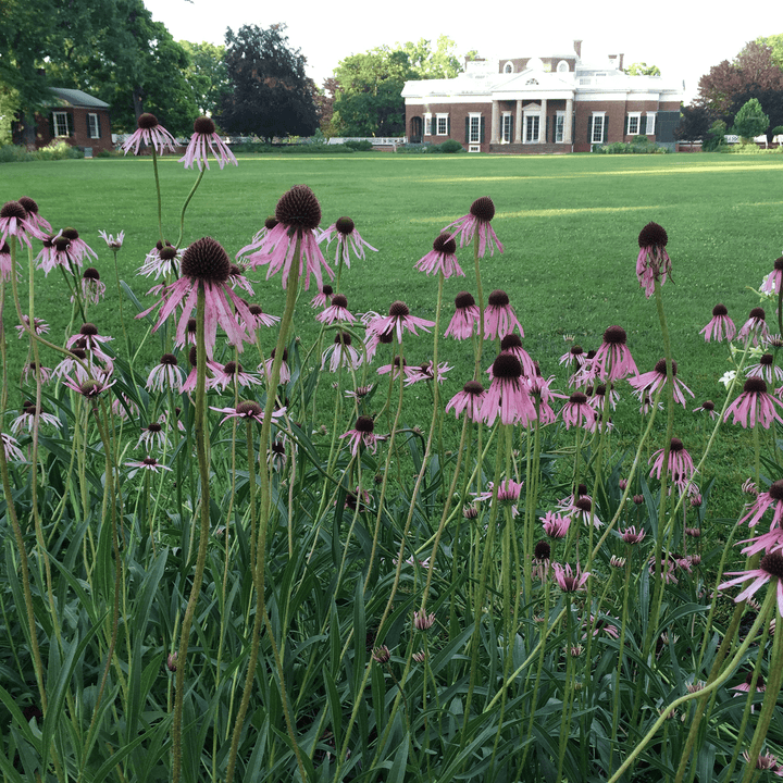 Narrow - leaved Coneflower (Echinacea angustifolia) - Monticello Shop