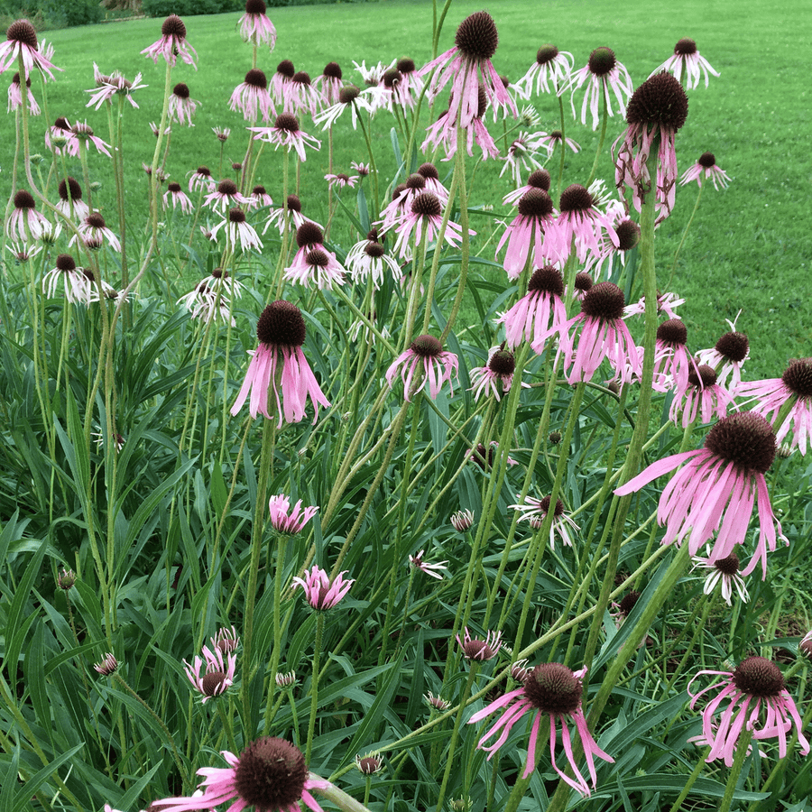 Narrow - leaved Coneflower (Echinacea angustifolia) - Monticello Shop
