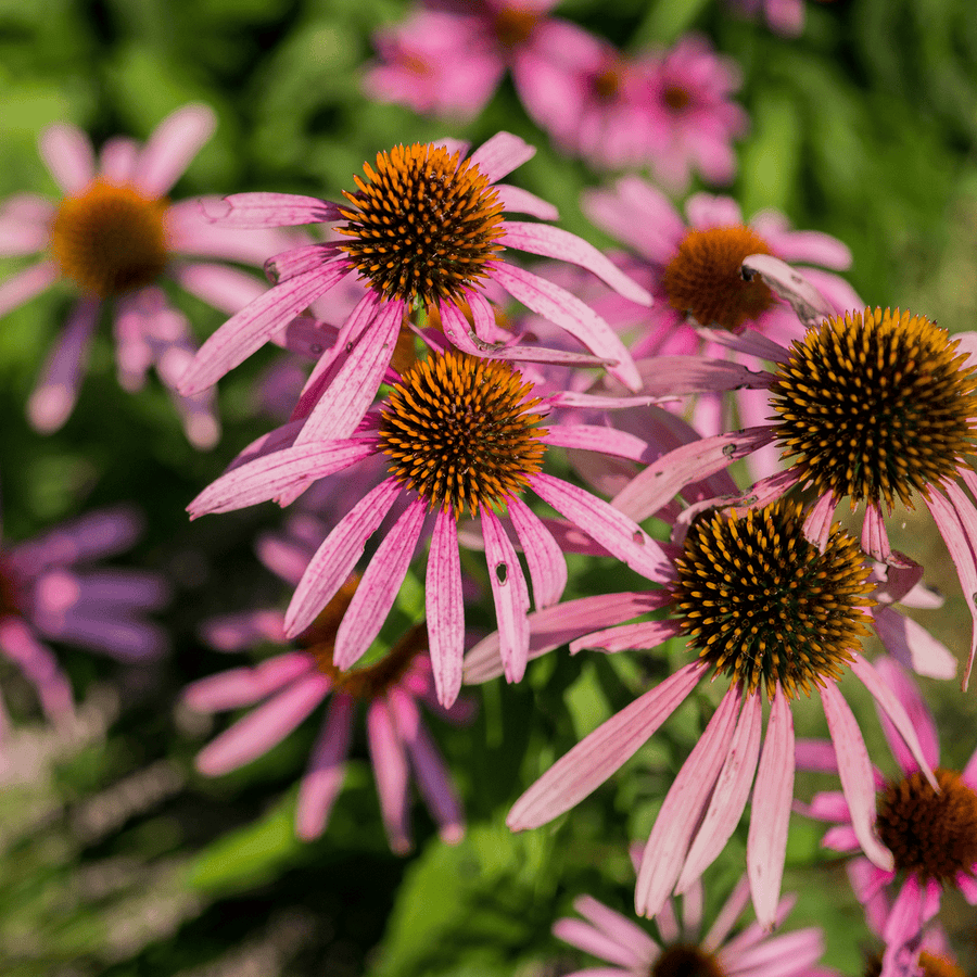 Narrow - leaved Coneflower (Echinacea angustifolia) - Monticello Shop
