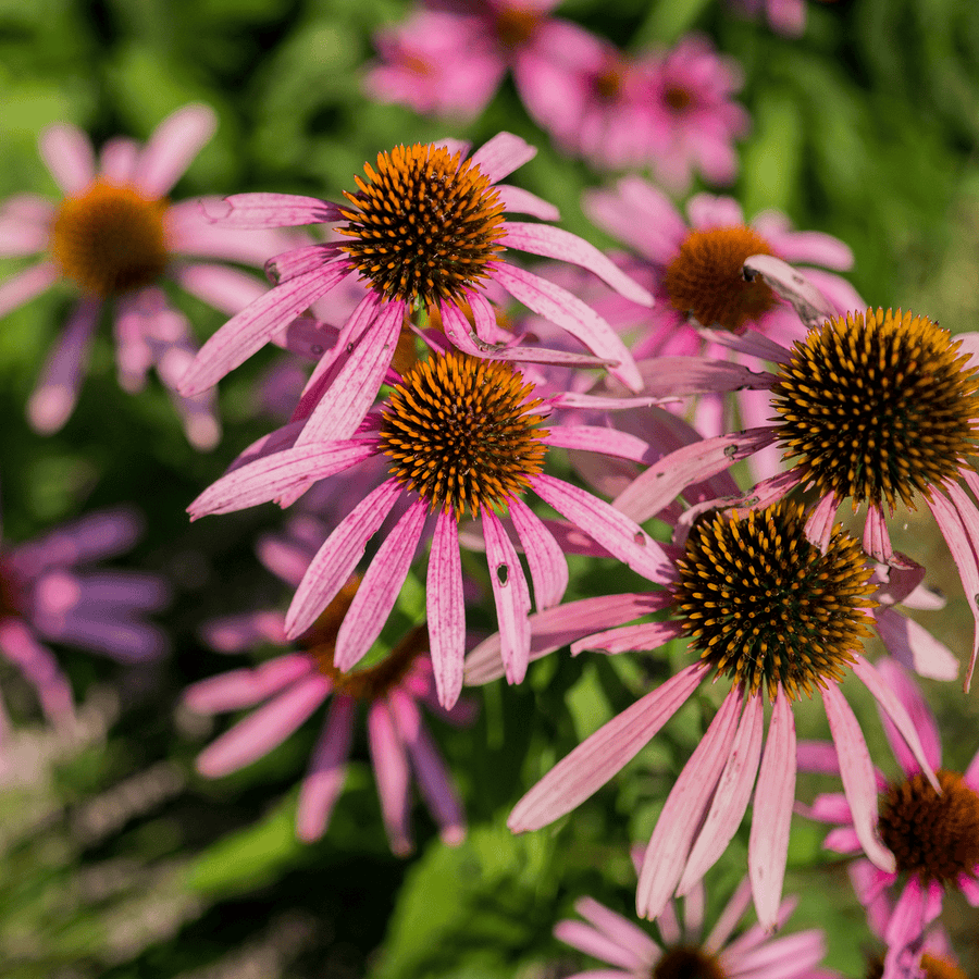stratifying echinacea seeds Narrow-leaved Coneflower Seeds (Echinacea angustifolia)
