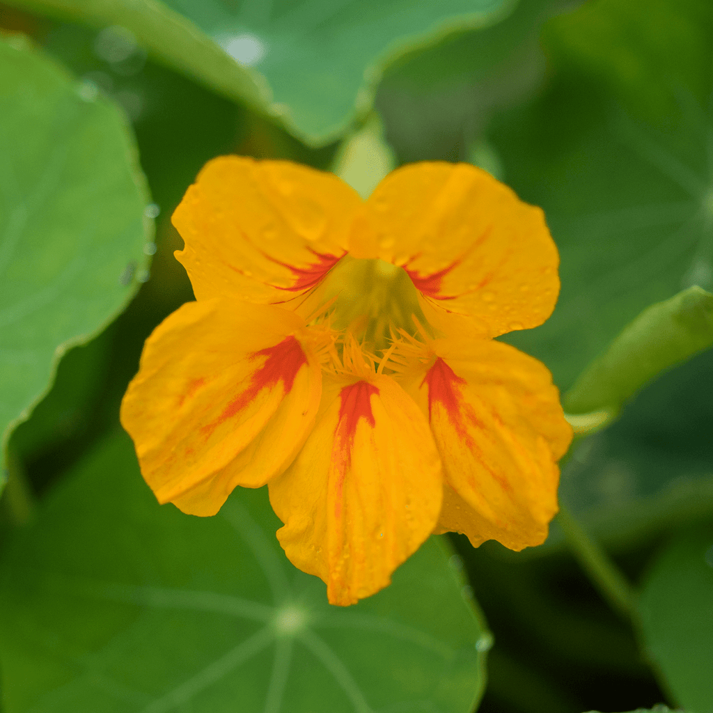 Edible Flower Nasturtium Purple Emperor Tropaeolum Majus - 25 Seeds